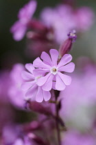 Campion, Red campion, Silene dioica, Pink coloured flowers growing outdoor.