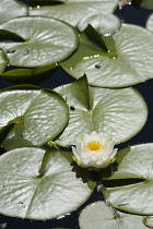 Water lily, White water lily,Nymphaea alba, Single flower growing outdoor on water.