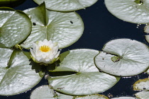 Water lily, White water lily,Nymphaea alba, Single flower growing outdoor on water.