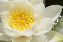 Water lily, White water lily,Nymphaea alba, Single flower growing outdoor on water.