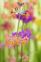 Primrose, Candelabraprimula, Primula bulleyana, Peach coloured flowers growing outdoor.