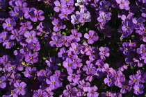 Aubretia, Close up of purple coloured flowers growing outdoor.