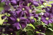 Clematis, Clematis 'Westerplatte', Clematis viticella 'Westerplatte'. Close up of purple coloured flowers growing outdoor.