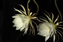 Cactus, Orchid cactus, Epiphyllum cultivar, Flower of the Night,  Exootic white flowers against a black background.