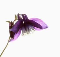 Aquilegia, Columbine, Single stem of plant with slightly dropped pale purple head set against a pure white background.