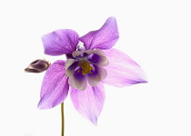 Aquilegia, Columbine, Single stem of plant with pale purple head set against a pure white background.