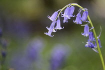 Bluebell, English bluebell, Hyacinthoides non-scripta, A single arching head of blue flower growing outdoor.