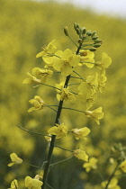 Oilseed rape, Brassica napus oleifera,  Single stem of yellow flowering oil seed rape gainst a blurred background of the yellow field.