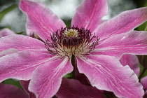 Clematis, Single open flower showing the pink petals and central hub of stamens.
