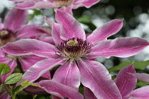 Clematis, Single open flower showing the pink petals and central hub of stamens.