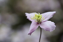 Clematis, Clematis montana 'Wilsonii', Single mauve coloured flower gropwing outdoor.