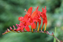 Crocosmia, Montbretia 'Lucifer', Crocosmia 'Lucifer',  Arching flower head of red coloured flower against a muted green background.