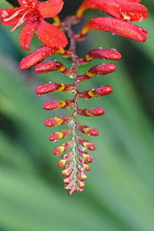 Crocosmia, Montbretia 'Lucifer', Crocosmia 'Lucifer',  Arching flower head of red coloured flower against a muted green background.