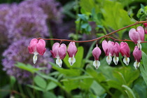 Bleeding heart, Lamprocapnos spectabilis, Red flowers growing outdoor.