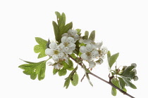 Hawthorn, Common hawthorn, Crataegus monogyna, Studio shot of branch with white flowers.