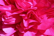 Peony, Paeonia, Close up pink coloured flower head giving an abtract effect.