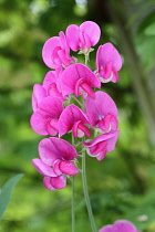 Sweet pea, Everlasting sweet pea, Lathyrus latifolius, Stems of pink flowers growing outdoor.