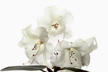 Rhododendron, Studio shot of white flowers on a stem against a pure white background.