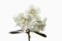 Rhododendron, Studio shot of white flowers on a stem against a pure white background.