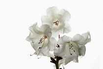 Rhododendron, Studio shot of white flowers on a stem against a pure white background.