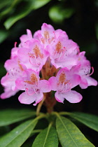 Rhododendron, Rhododendron Rosy Dream flower head in full bloom growing outdoor. 3277 Rhododendron Rhododendron Rhododendron cultivar  Rhododendron Rosy Dream flower head in full bloom against a leaf...