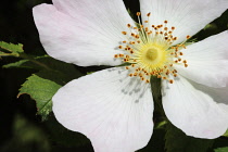 Rose, Dog rose, Rosa canina, Single open flat white with pale pink flower growing outdoor showing stamen.