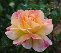 Rose, Rosa, Single peach coloured flower growing outdoor.