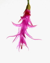 Cactus, Christmas cactus, Schlumbergera buckleyi, Studio shot of single pink flower.