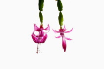 Cactus, Christmas cactus, Schlumbergera buckleyi, Studio shot of pink flowers.