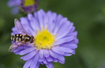 Aster, Hoverfly feeding on Aster Michaelmas Daisy.