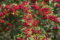 Cotoneaster, Himalayan tree cotoneaster, Cotoneaster frigidus, Plant covered in red berries.