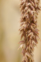 Ryegrass, Italian Ryegrass, Lolium multiflorum, Grass seedhead close up showing anthers.