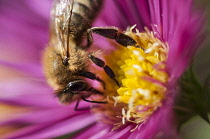 Aster, Honey bee Apis mellifera, pollinating flower in a garden border.