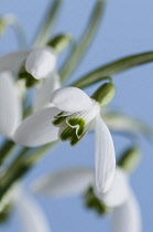 Snowdrop, Common snowdrop, Galanthus nivalis, Small group against a blue sky.