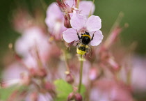 Geranium, Cranesbill, White-tailed Bumble bee Bombus lucorum, pollinating flower in a garden.