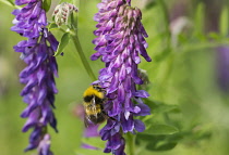 Tufted vetch, Vicia cracca, Bumble bee Bombus terrestris, pollinating purple flower in grassy area of woodland.