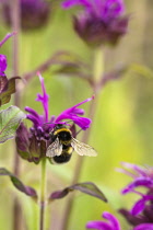 Bergamot, Bee balm, Monarda fistulosa, Garden bumble bee, Bombus hortorum, pollinating a pink flower.