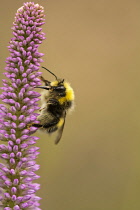 Culver's root, Veronicastrum sibiricum, White-tailed Bumble bee Bombus lucorum, feeding on mauve flowerhead in a garden.