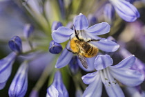 Agapanthus, Common carder bee Bombus pascorum pollinating blue African lily flower.