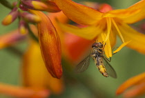 Crocosmia, Crocosmia Montbretia, Hoverfly Episyrphus balteatus, feeding on orange flower in a garden.