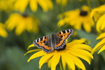 Coneflower, Black-eyed Susan, Rudbeckia, Small Tortoiseshell butterfly Aglais urticae, feeding on yellow flower.