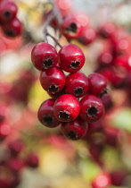 Hawthorn, Common hawthorn, Crataegus monogyna, Detail of red berries growing outdoor.