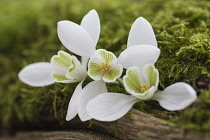 Snowdrop, Common snowdrop, Galanthus nivalis, Whie flowers growing outdoor in mossy bark.