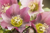 Hellebore, Helleborus, Christmas Rose Lenten Rose, close up of a group of flowerheads.