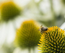 Echinacea, Coneflower, Purple coneflower, Echinacea purpurea Honey bee Apis mellifers from behind feeding on flowerhead.