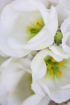 Prairie gentian, Eustoma grandiflorum, Close up of white flowers showing stamen.