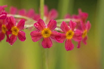 Primula, Primrose, Japanese primrose, Primula japonica, Candelabra primrose, Close up of red flowers covered in raindrops after a shower.