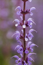 Sage, Purple sage, Salvia nemorosa, Purple delicate flowers growing outdoor in a garden border.