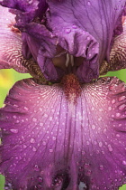 Iris, Bearded iris, Close up of striking purple flowerhead covered in raindrops.