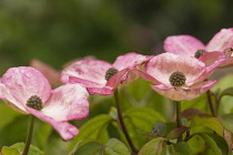 Dogwood, Flowering Dogwood, Cornus kousa 'Satomi', Showing pink bracts & small green flowerheads covered in raindrops.
